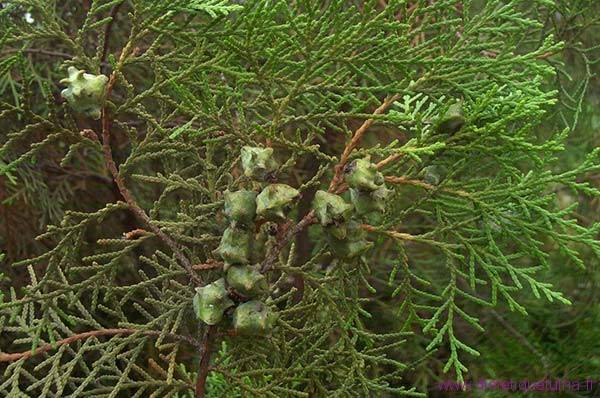Plante platycladus orientalis Plante donnant les graines Bai Zi Ren