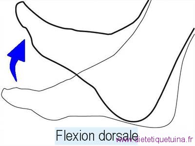 Flexion dorsale du pied exemple de flexion dorsale
