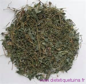 Jiaogulan pour tisane