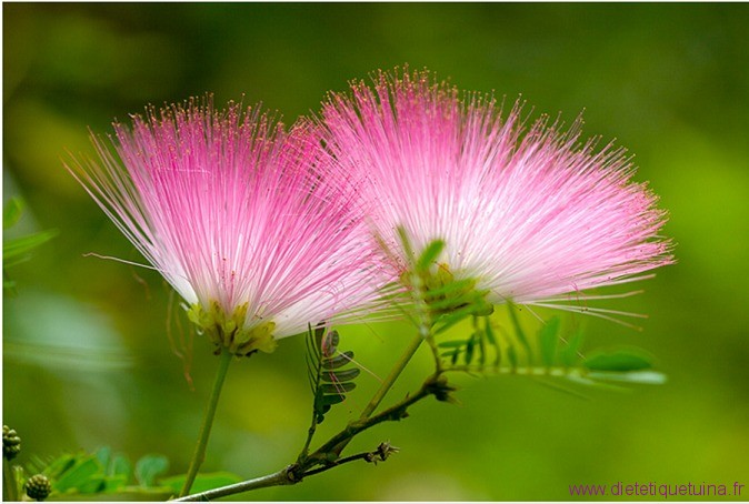La fleur He Huan Hua He Huan Hua sur l'arbre