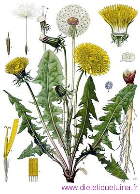 Taraxacum : pissenlit en détails Le pissenlit