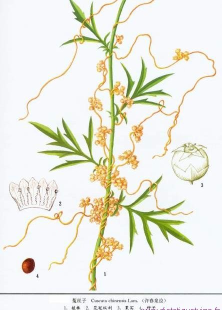 La plante en détails Cuscuta chinensis Lam.
