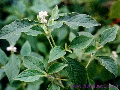 Achyranthes bidentata