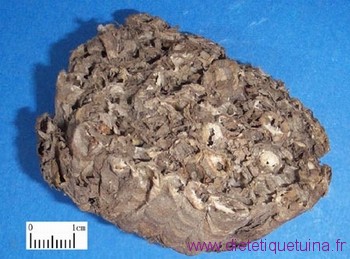 Nid de guêpe