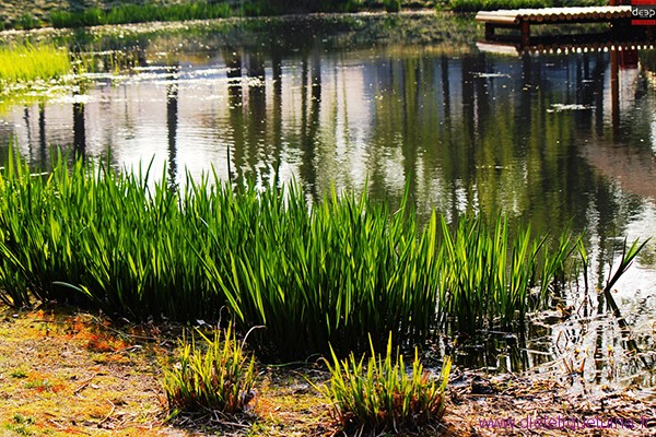 Acore odorant dans l'eau