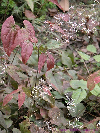 Epimedium