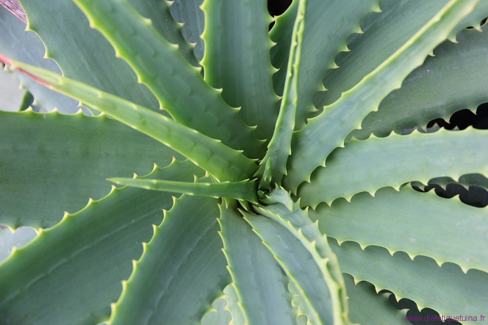 Aloe vera fraiche Aloe vera