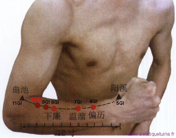 Alignement de spoints du méridien du gros intestin sur le bras