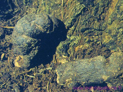 Sclerote polypori umbellati entier dans la nature Sclerote polypori dans la nature