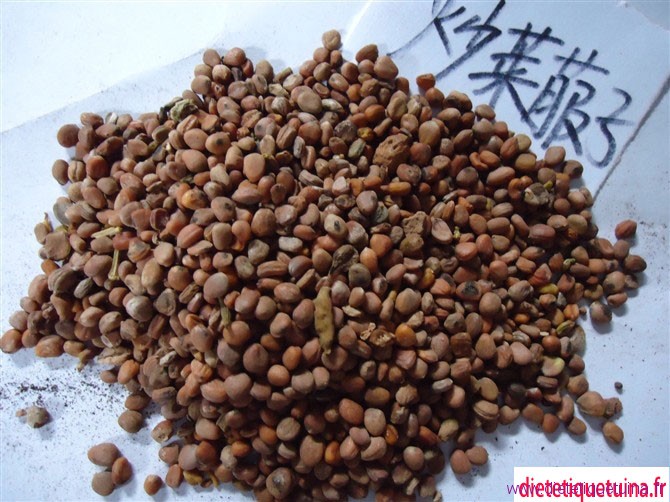 Graine de rais préparée (Chao Lai Fu Zi) Chao Lai Fu Zi