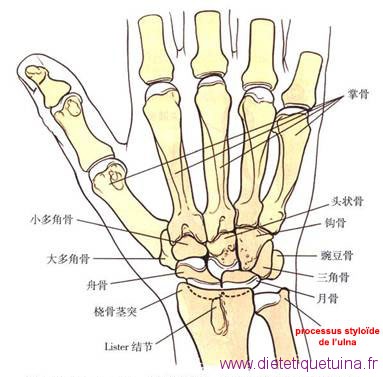 Endroit où se trouve le processus styloide de ulna Processus styloide de ulna