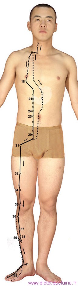 Principaux points du méridien de l'estomac au niveau du corps Principaux points sur le corps