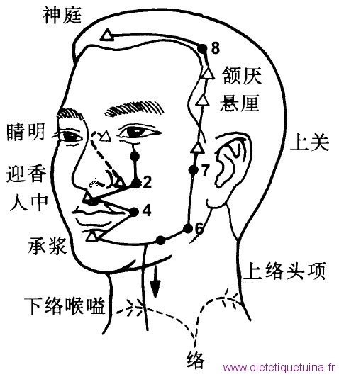 Principaux points du méridien de l'estomac sur la tête Principaux points sur tête