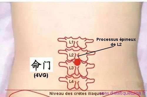 4VG dessous le processus épineux