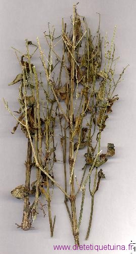Chuan Xin Lian Chirette verte