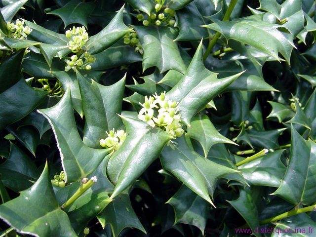 feuille
