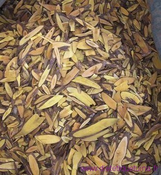 Racine de mahonia
