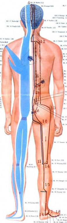 méridien tendino-musculaires
